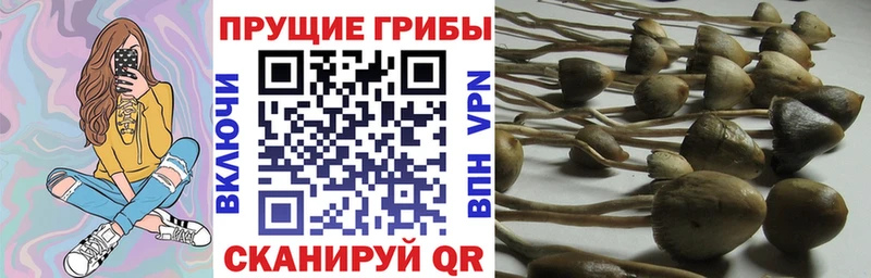 Псилоцибиновые грибы Cubensis  Никольское 